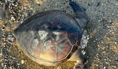 Antalya’da Ölü Caretta Caretta Bulundu