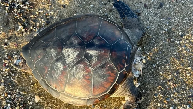 Antalya’da Ölü Caretta Caretta Bulundu